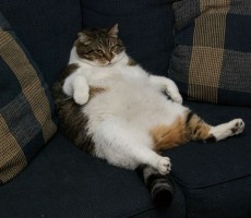 couch_potato_cat-2