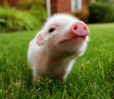 tumblr_static_pigletcute