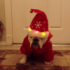 bulldog christmas