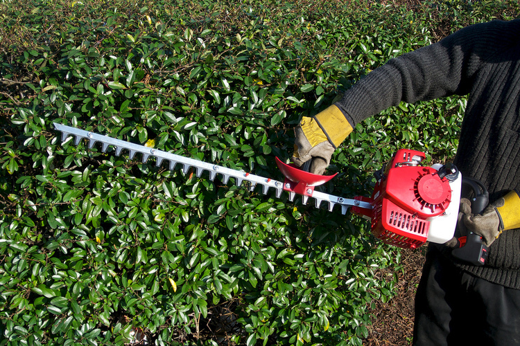 hedge-trimming