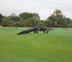 Here's The World's Most Terrifying Gator Mounting A Charge On This Golf Course