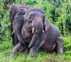 shutterstock_241349398