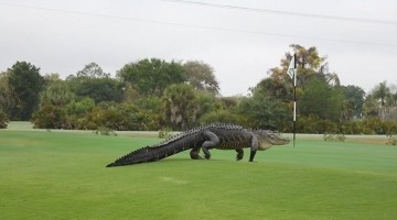 Here's The World's Most Terrifying Gator Mounting A Charge On This Golf Course