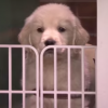 Stop What You're Doing And Watch Puppies Predict The Kentucky Derby On Fallon