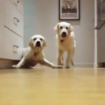 This 9 Month Time Lapse Of Golden Retriever Puppies Will Save Your Monday
