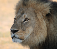 The Internet Unleashed Itself On The Yelp Page Of The Guy Who Killed Cecil The Lion