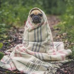 The Inner Thoughts Of A Dog That Hates The Instagram Account His Owners Made For Him