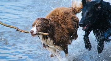 The Top 30 Most Popular Dog Breeds Will Make You Want To Adopt A Dog As Soon As Possible