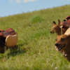 This Video Of Stampeding Weiner Dogs Will Turn Your Monday Around