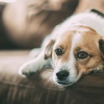 Finally, An App That Lets You Borrow Other People's Dogs