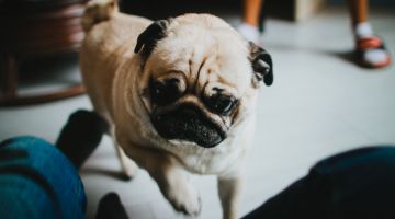 Why Dogs Are Nothing More Than A Nuisance