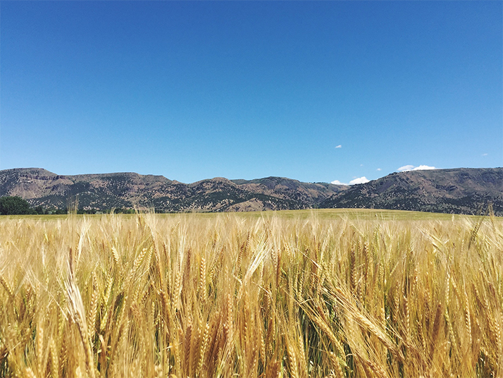 Barley on barley on barley on barley.