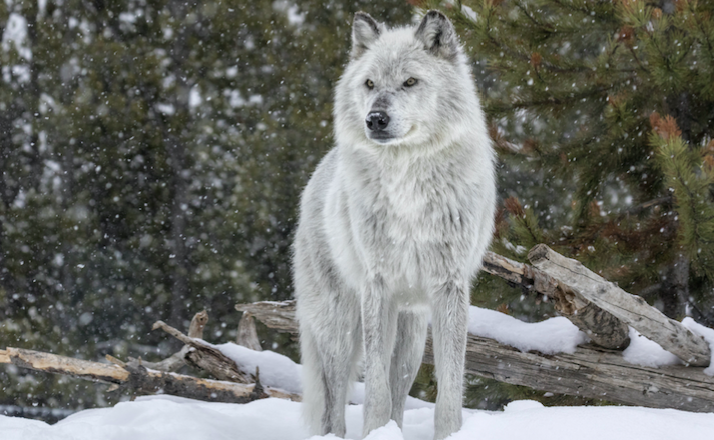 Let's Discuss This Kid Rock Loving Dude Named "The Wolf" Who Replied To Our Job Posting