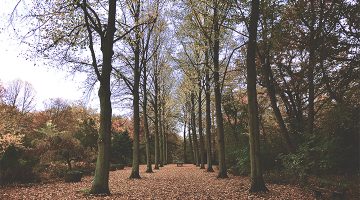 Nothing Seems As Strange As When The Leaves Begin To Change