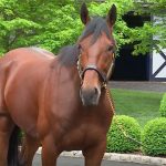 Triple Crown-Winning Horse American Pharoah Had Sooooo Much Sex In A 137-Day Span
