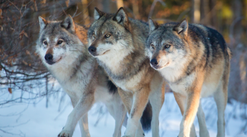 I'm Getting Fucked Up Tonight