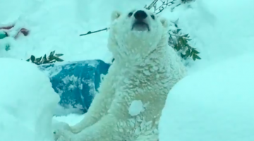 Screen Shot 2017-01-12 at 1.22.49 PM