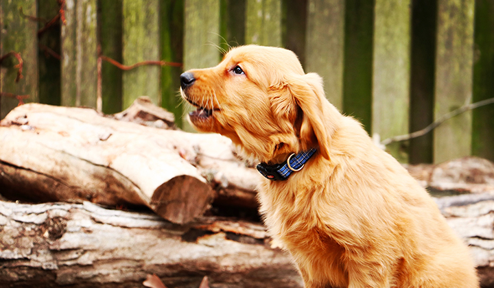 I've Officially Become An Advocate For Paid Puppy Maternity Leave