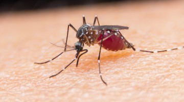 shutterstock_305437643