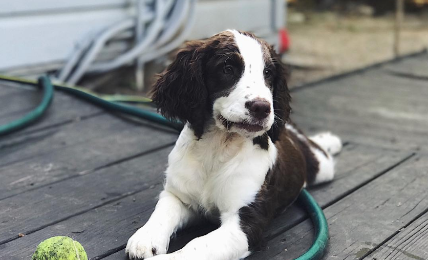 I Got A Puppy And Became The Most Insufferable Person On Social Media Ever