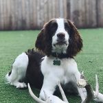Six Lessons Learned A Year After Getting A Dog